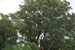 balloon release for naming ceremonies