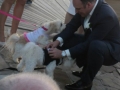 ring bearers at a wedding ceremony